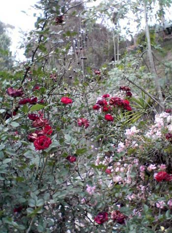 flowers on a hillside