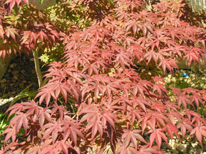 Japanese Maple