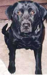 A black labrador retriever.