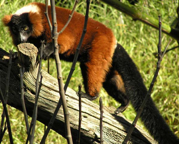 A lemur examines scent markings on a branch at Micke Grove Zoo. Photo by Alexandra Queen.