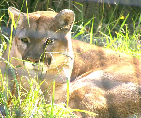 A mountain lion at Micke Grove Zoo, California.