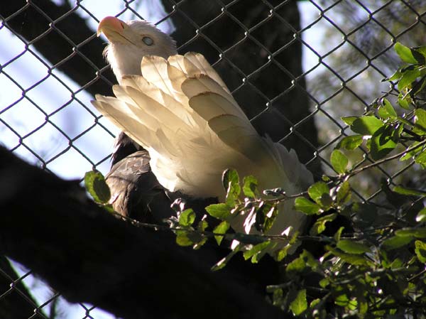 Blind bald eagle at Micke Grove Zoo.
