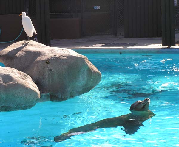Cattle egret and sea lions