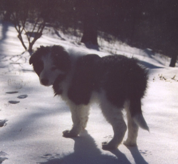 border collie puppy