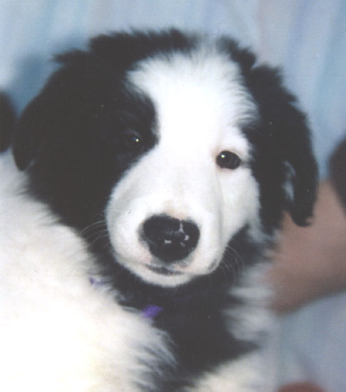 border collie puppy