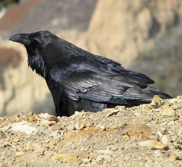 Portrait of a raven, a large black bird, on Highway 1, near Pescadero.