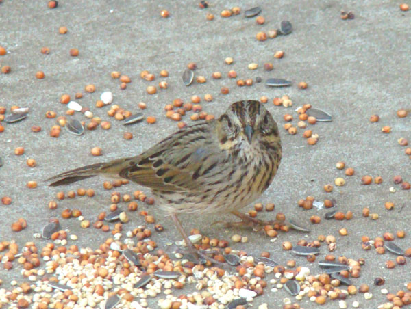 savannah sparrow