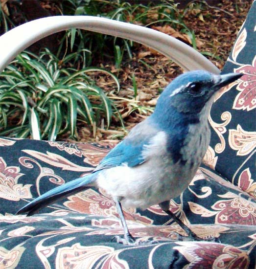 scrub jay