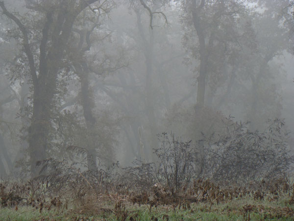 Tule fog along Stanislaus River