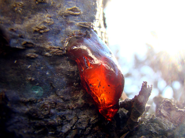 Cherry sap rising from tree