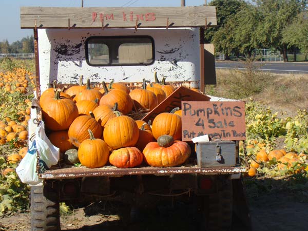 antique truck with pumpkins for sale
