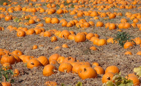 pumpkin field