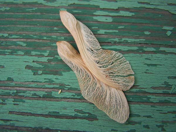 Dry maple tree seeds