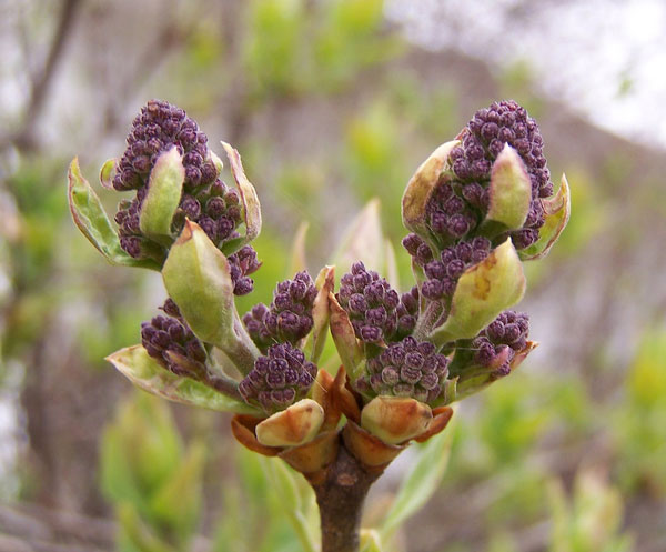 lilac buds