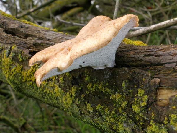 fungus