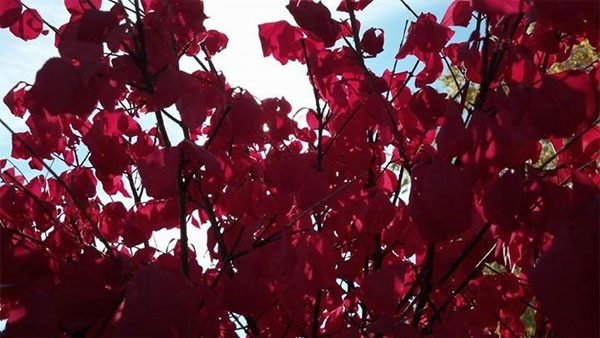 red autumn foliage