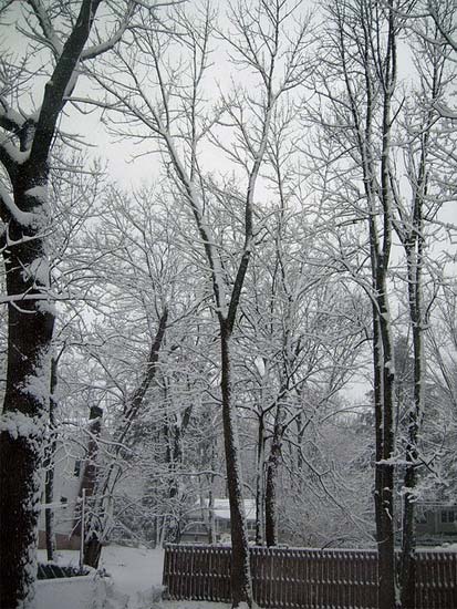 Snowy trees