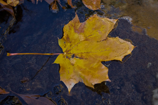 Maple leaf