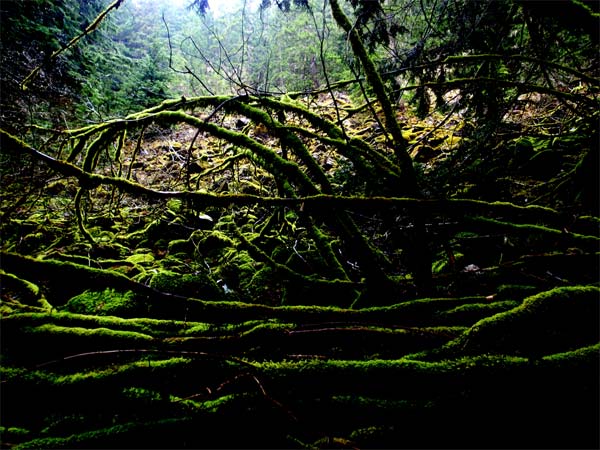 Green mossy forest