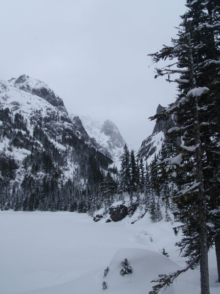 snowy forest