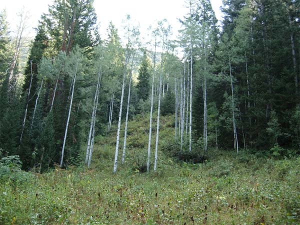 Butler Fork Trail, Wasatch Mountains, Utah