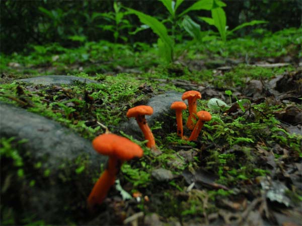 Orange fungi