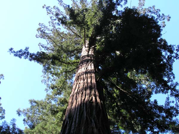 A redwood tree against the sky.