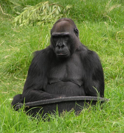 Gorilla in San Francisco Zoo