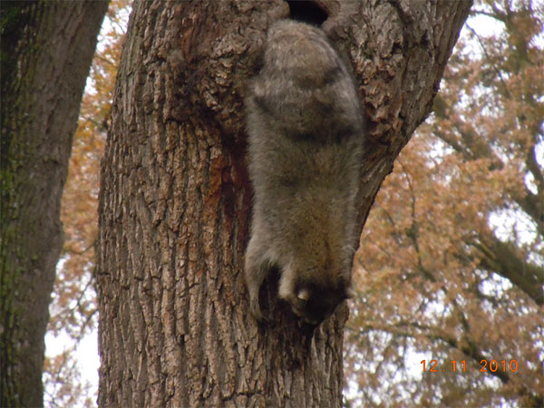 dead raccoon