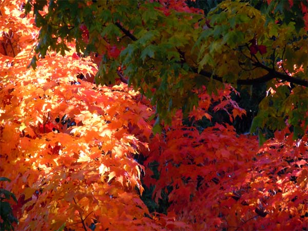 autumn foliage