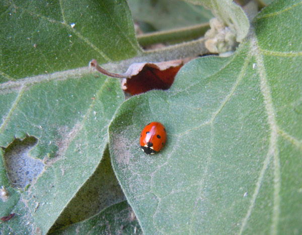 ladybug on eggplant leaf