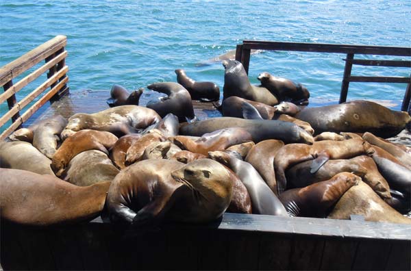 Sea lions