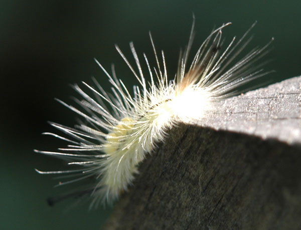 Caterpillar in the Sun.