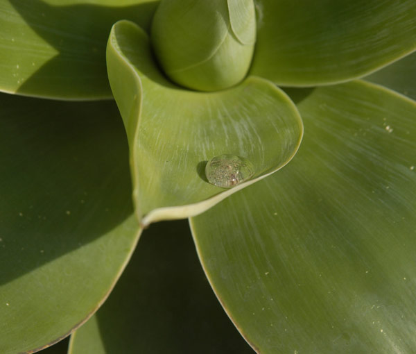 Water droplet in the sun