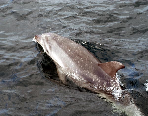 Dolphin rides a bow wave