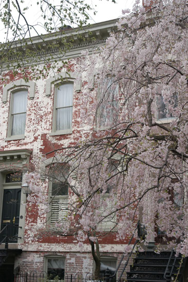 spring blossoms in Washington D.C.