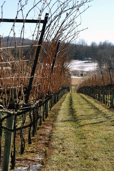 Horton Vineyard