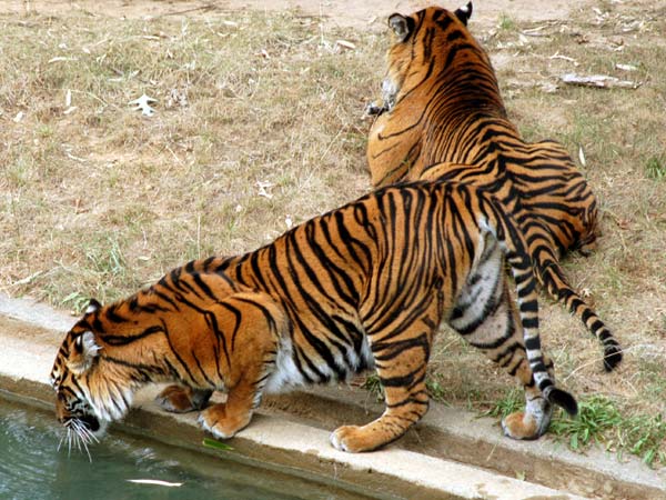 Tigers