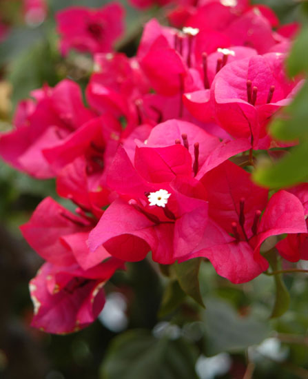 bougainvillea blossoms