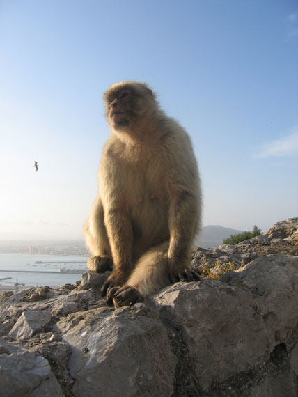 A macaque on Gibraltar