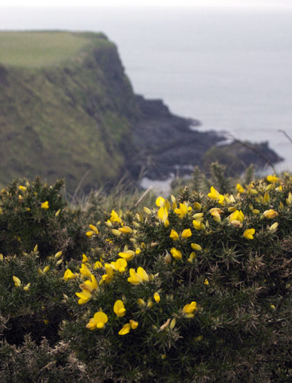 Yellow flowers on a cliff in Northern Ireland