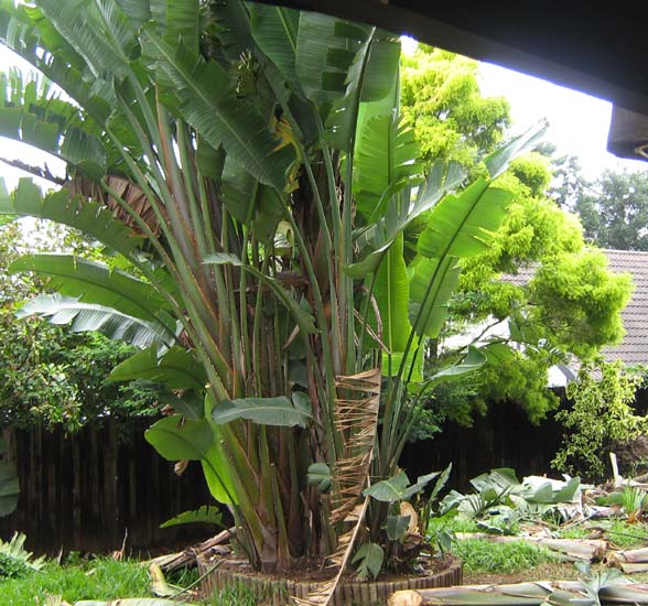 A banana tree in South Africa