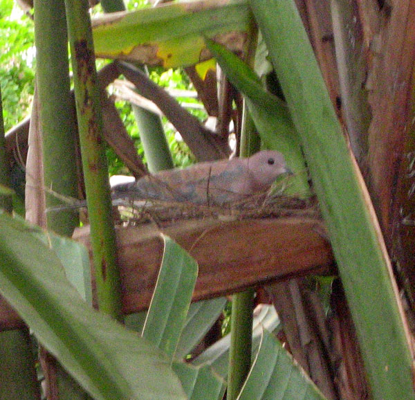Dove on nest in South Africa