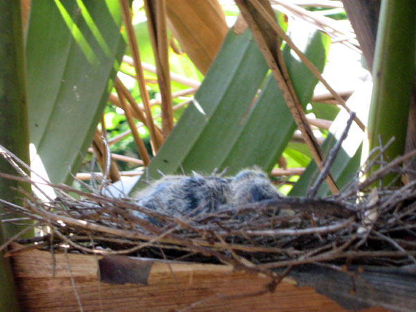 Baby doves on nest in South Africa