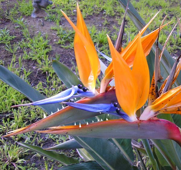 Photoshop treatment of bird of paradise flowers