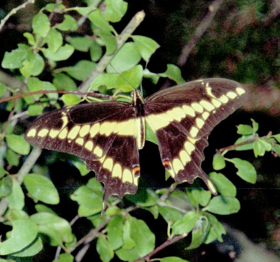 Giant Swallowtail