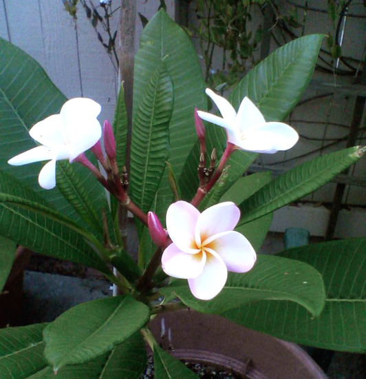 Plumeria Blossoms in San Diego, California