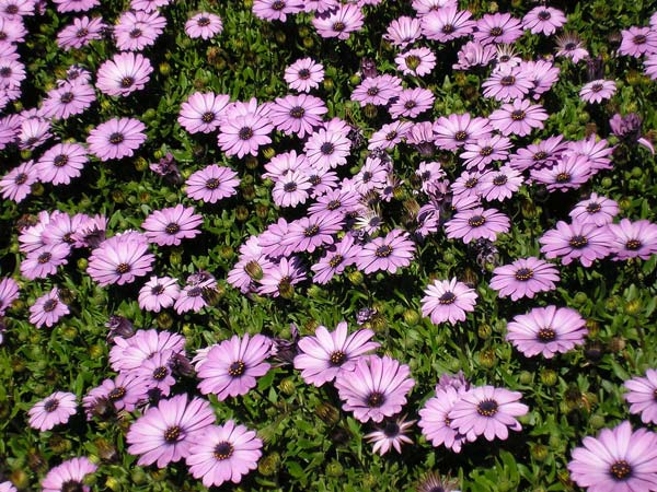 Aftican daisies