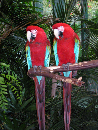 scarlet macaws