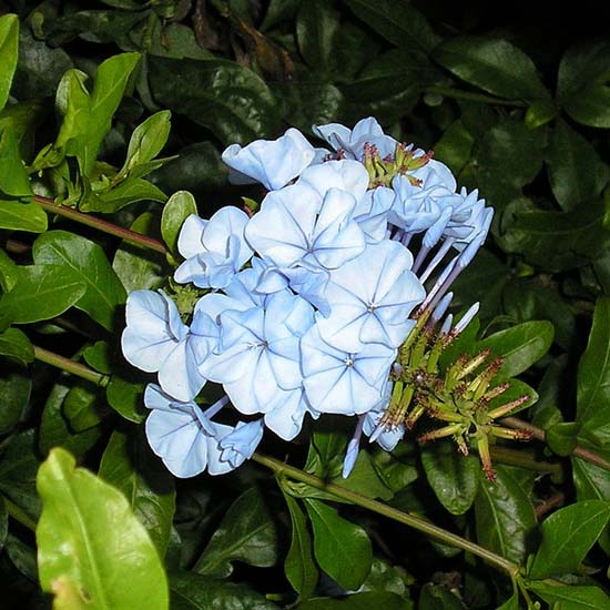 Plumbago blossoms